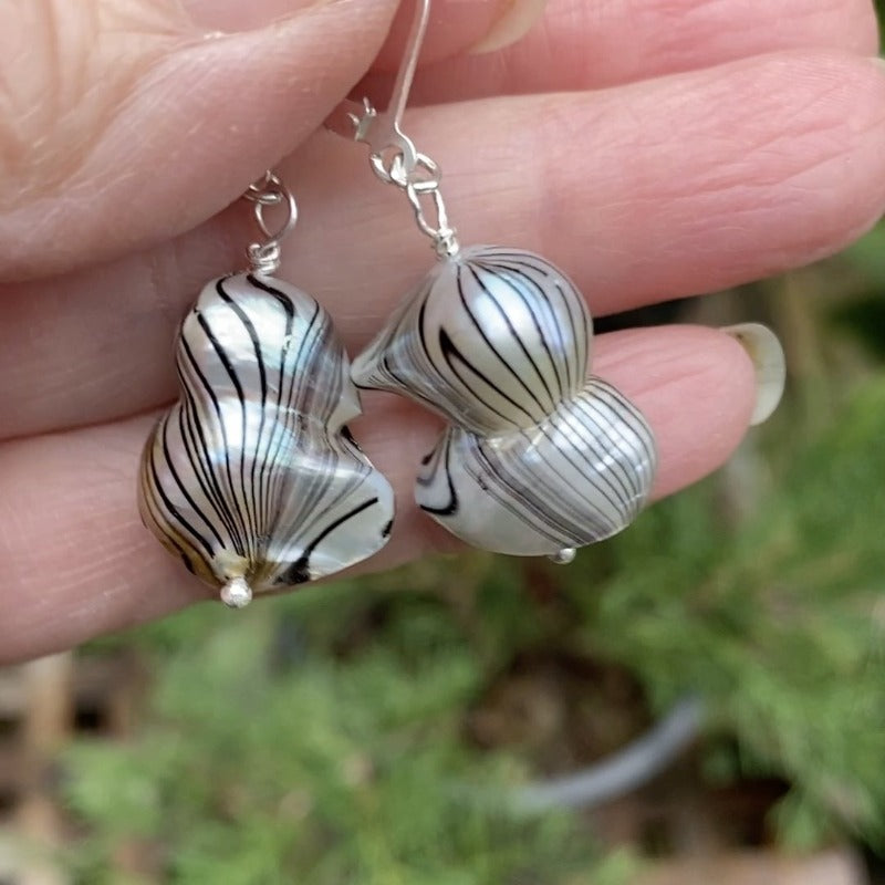 Closeup view of the freshwater white baroque pearls with black Zebra stripe lines being shown held by the sterling silver lever-backs